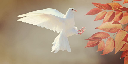 Image of a Dove bird